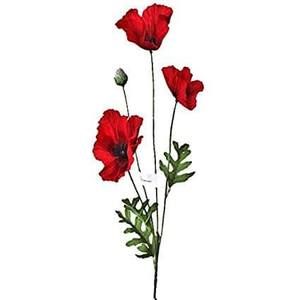 Meet your Posher, Jaymee